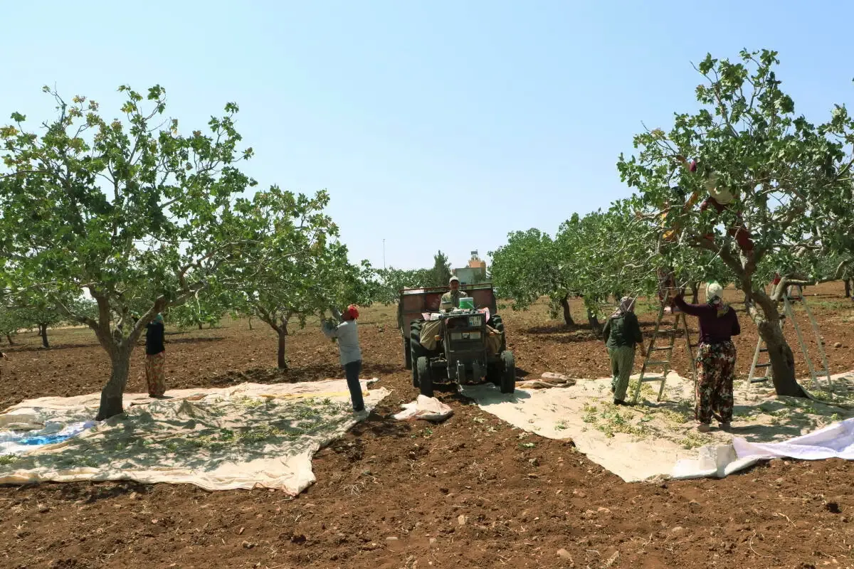 Kilis'te Boz Antep Fıstığı Hasadı Başladı Kilis'te Boz Antep Fıstığı Hasadı Başladı